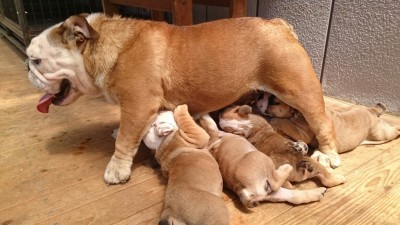 ブルドッグ 子育て お母さんは大変  仔犬 子犬たち