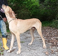 グレートデン かっこいい 大きい 広島 超大型犬