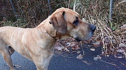 子犬 デン グレートデン 超大型犬