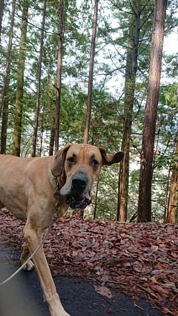 おとなしい犬  大型犬  フォーン グレートデン