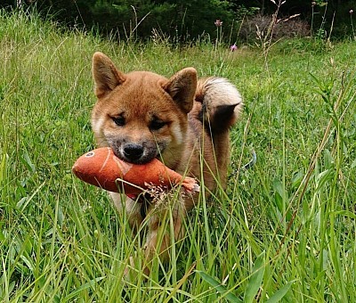 柴犬 男の子