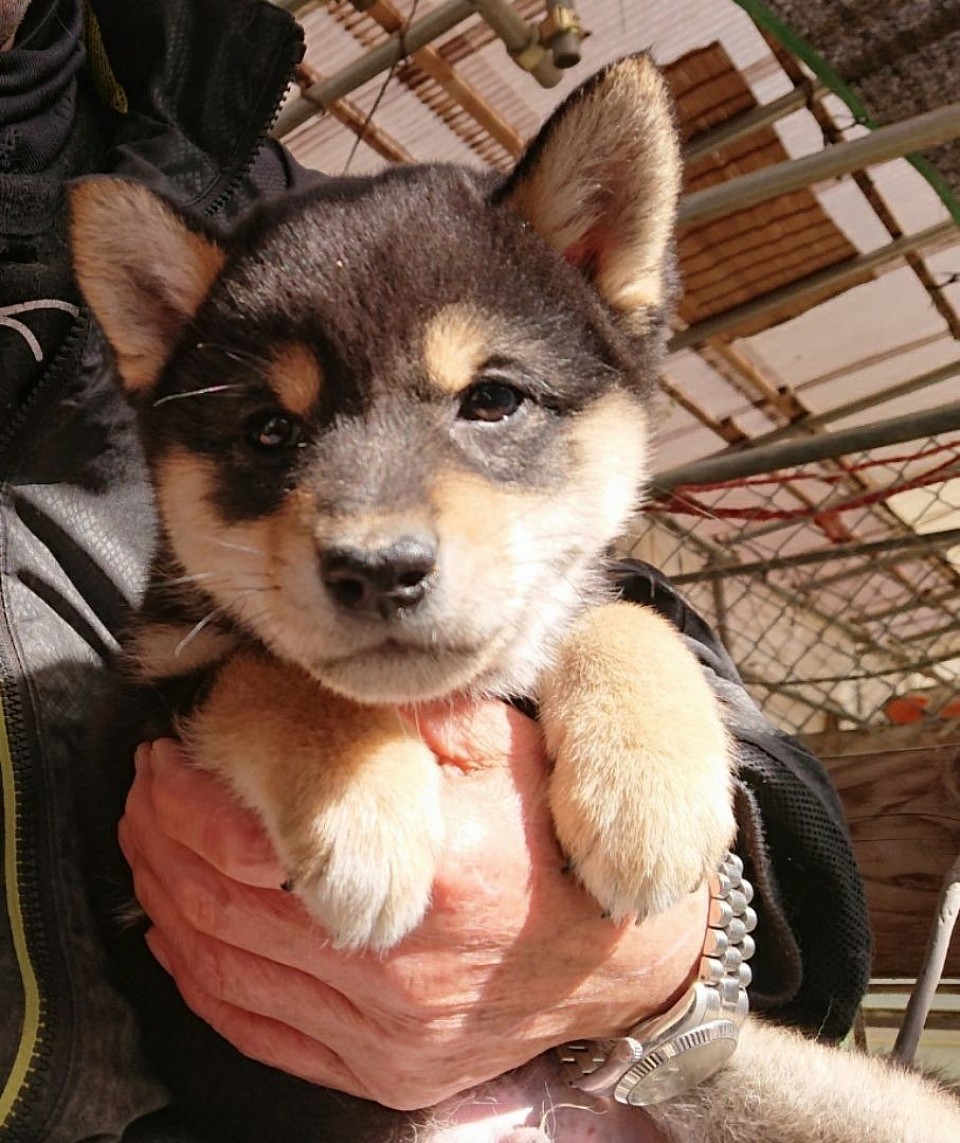 黒柴  2025 1月28日生まれ柴犬  男の子 (黒柴 )  決まりました❗