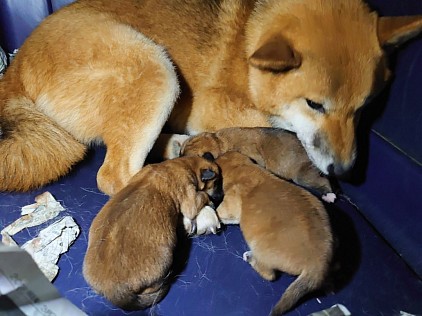 柴犬 子犬